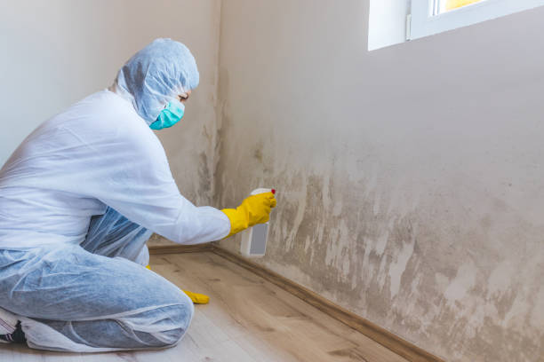 Black mold inspection in Portland